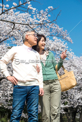 桜の下を散歩するシニアカップル