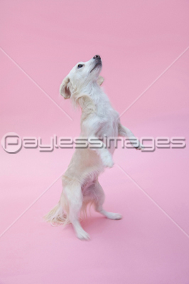立ち上がるミックス犬 商用利用可能な写真素材 イラスト素材ならストックフォトの定額制ペイレスイメージズ