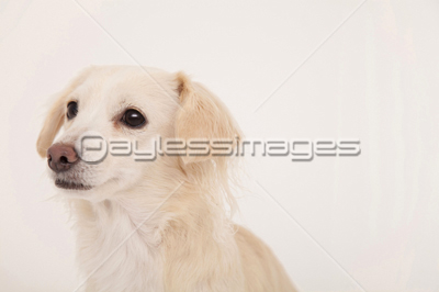 立ち上がるミックス犬 商用利用可能な写真素材 イラスト素材ならストックフォトの定額制ペイレスイメージズ