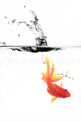 跳ねる金魚 商用利用可能な写真素材 イラスト素材ならストックフォトの定額制ペイレスイメージズ
