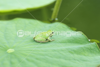 カエルと葉っぱ 商用利用可能な写真素材 イラスト素材ならストックフォトの定額制ペイレスイメージズ