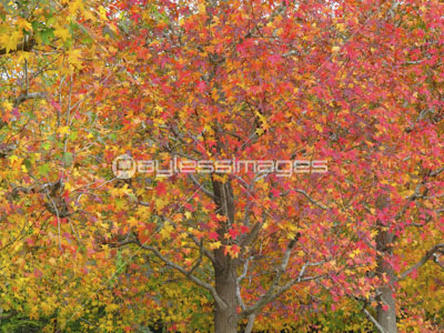 楓の並木道の写真 イラスト素材 Gf0780567066 ペイレスイメージズ