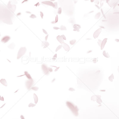 舞い散る桜吹雪 商用利用可能な写真素材 イラスト素材ならストックフォトの定額制ペイレスイメージズ