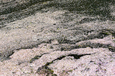 川に流れる桜の花びらの写真 イラスト素材 Gf1950584126 ペイレス