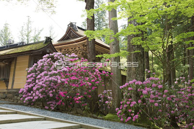 シャクナゲ咲く高野山金剛峯寺 ストックフォトの定額制ペイレスイメージズ