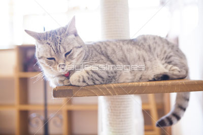 眠そうなネコ 商用利用可能な写真素材 イラスト素材ならストックフォトの定額制ペイレスイメージズ