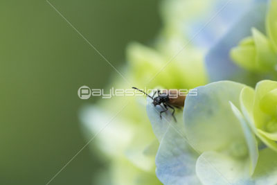 紫陽花と虫 商用利用可能な写真素材 イラスト素材ならストックフォトの定額制ペイレスイメージズ