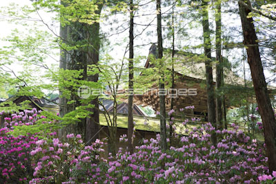 シャクナゲ咲く高野山金剛峯寺 ストックフォトの定額制ペイレスイメージズ