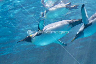 水中を行くキングペンギン ストックフォトの定額制ペイレスイメージズ