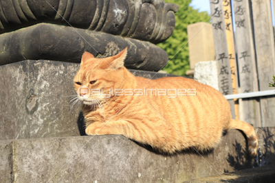 谷中霊園の猫 ストックフォトの定額制ペイレスイメージズ