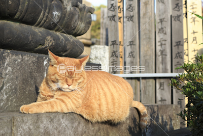 谷中霊園の猫 ストックフォトの定額制ペイレスイメージズ