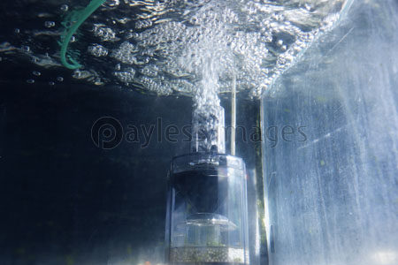 水槽の水中フィルターの泡 商用利用可能な写真素材 イラスト素材ならストックフォトの定額制ペイレスイメージズ
