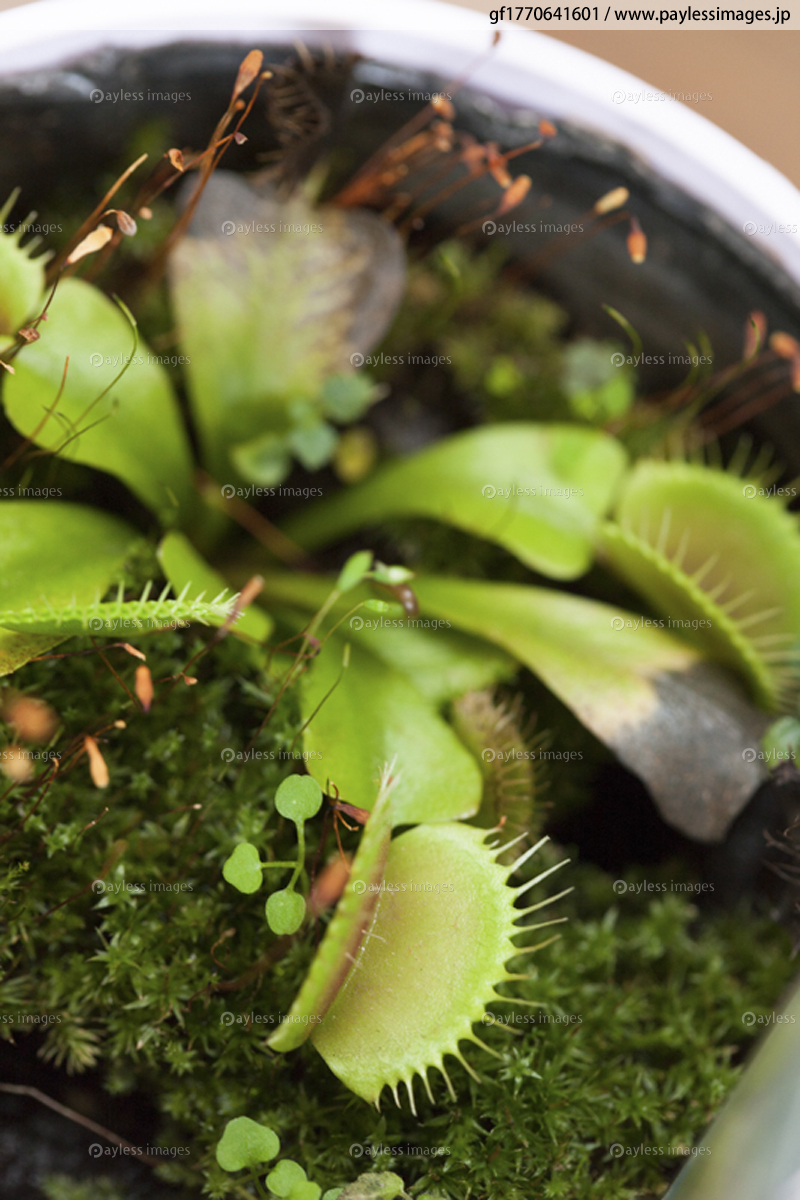 食虫植物 ハエトリグサ ストックフォトの定額制ペイレスイメージズ