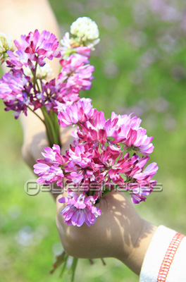レンゲの花束 商用利用可能な写真素材 イラスト素材ならストックフォトの定額制ペイレスイメージズ