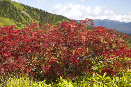 草津白根山ナナカマド紅葉 ストックフォトの定額制ペイレスイメージズ