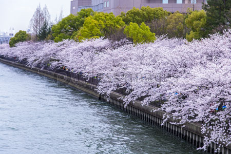 大川沿い満開桜 ストックフォトの定額制ペイレスイメージズ