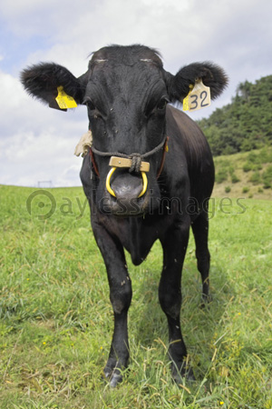 正面向いてる黒牛 商用利用可能な写真素材 イラスト素材ならストックフォトの定額制ペイレスイメージズ