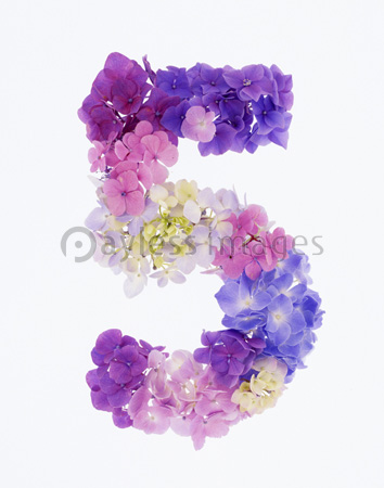 花の数字 5 商用利用可能な写真素材 イラスト素材ならストックフォトの定額制ペイレスイメージズ
