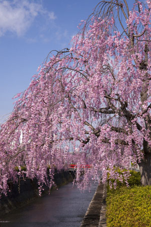 倉津川しだれ桜 ストックフォトの定額制ペイレスイメージズ