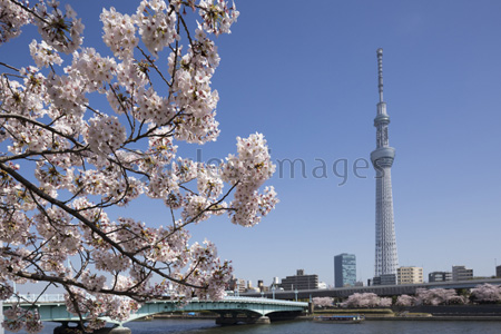 東京スカイツリーと桜並木 ストックフォトの定額制ペイレスイメージズ