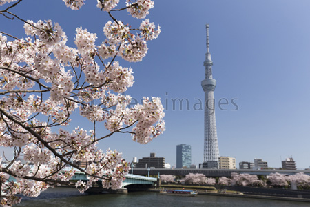 隅田公園の桜並木とスカイツリー ストックフォトの定額制ペイレスイメージズ