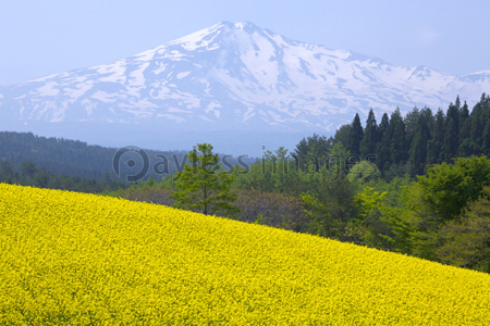 鳥海高原 鳥海山と菜の花 ストックフォトの定額制ペイレスイメージズ