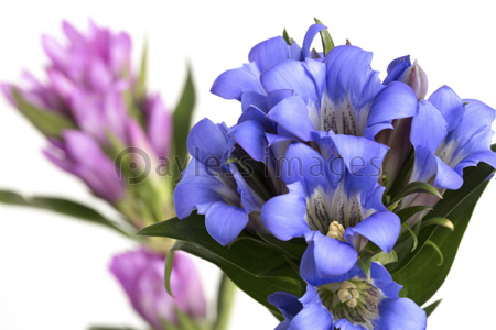 リンドウの花 商用利用可能な写真素材 イラスト素材ならストックフォトの定額制ペイレスイメージズ