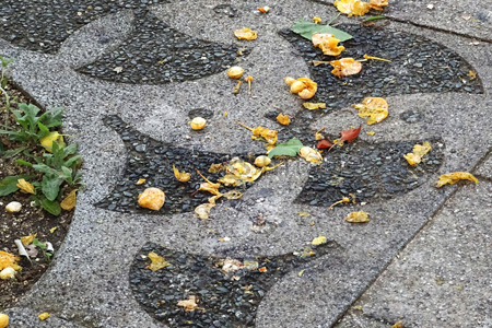 踏み潰された歩道の銀杏 商用利用可能な写真素材 イラスト素材ならストックフォトの定額制ペイレスイメージズ