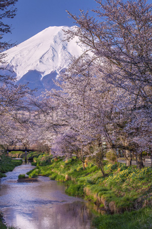 富士山と桜 商用利用可能な写真素材 イラスト素材ならストックフォトの定額制ペイレスイメージズ