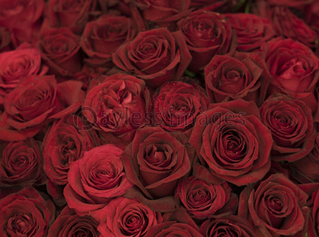 深紅のバラ 商用利用可能な写真素材 イラスト素材ならストックフォトの定額制ペイレスイメージズ