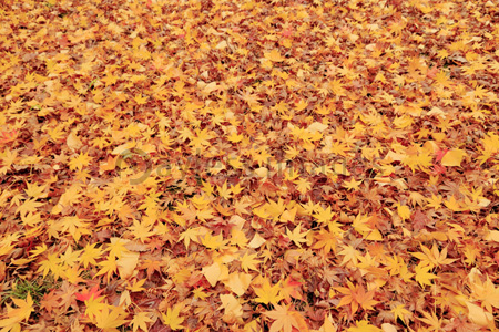 清水谷公園 紅葉落ち葉 商用利用可能な写真素材 イラスト素材ならストックフォトの定額制ペイレスイメージズ