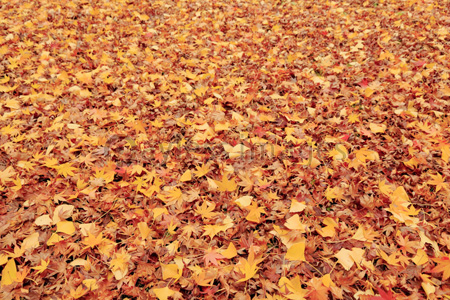 清水谷公園 紅葉落ち葉 ストックフォトの定額制ペイレスイメージズ