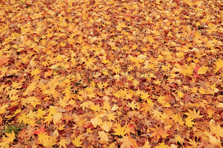 清水谷公園 紅葉落ち葉 ストックフォトの定額制ペイレスイメージズ