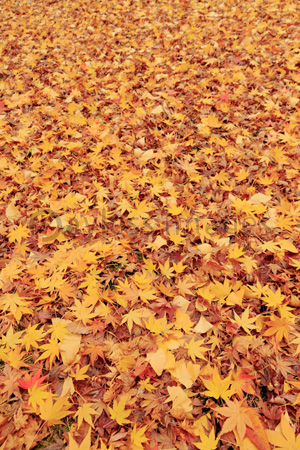 清水谷公園 紅葉落ち葉 ストックフォトの定額制ペイレスイメージズ