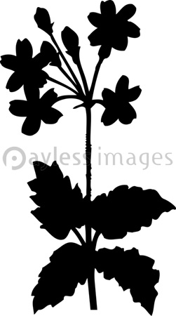 サクラソウのシルエット 商用利用可能な写真素材 イラスト素材ならストックフォトの定額制ペイレスイメージズ