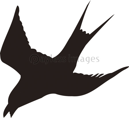 燕の写真 イラスト素材 写真素材 ストックフォトの定額制ペイレスイメージズ