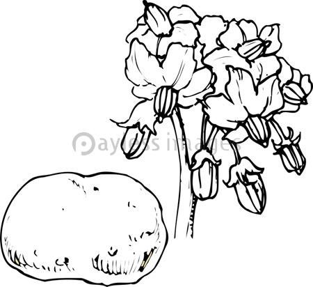 ジャガイモの花 ストックフォトの定額制ペイレスイメージズ