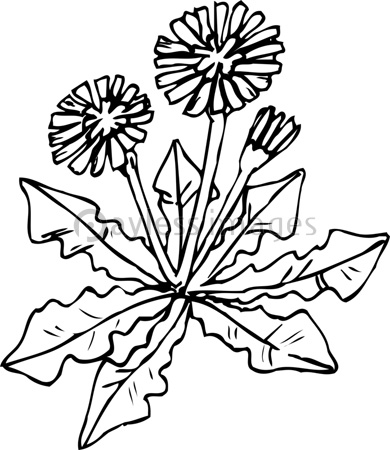 美しい花の画像 これまでで最高のたんぽぽ イラスト 無料 白黒