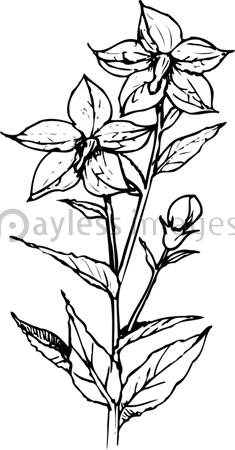 キキョウの写真 イラスト素材 写真素材 ストックフォトの定額制ペイレスイメージズ