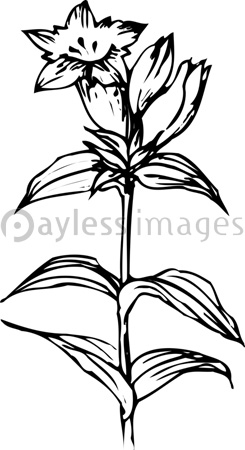 ジャガイモの花 商用利用可能な写真素材 イラスト素材ならストックフォトの定額制ペイレスイメージズ