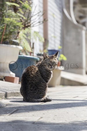 振り返る猫 ストックフォトの定額制ペイレスイメージズ