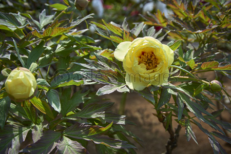 白い牡丹の花 ストックフォトの定額制ペイレスイメージズ