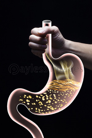胃の写真 イラスト素材 写真素材 ストックフォトの定額制ペイレスイメージズ