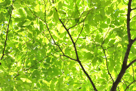 新緑のケヤキの木と葉っぱ 商用利用可能な写真素材 イラスト素材ならストックフォトの定額制ペイレスイメージズ