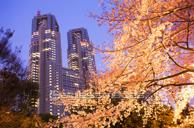 新宿中央公園の夜桜 商用利用可能な写真素材 イラスト素材ならストックフォトの定額制ペイレスイメージズ