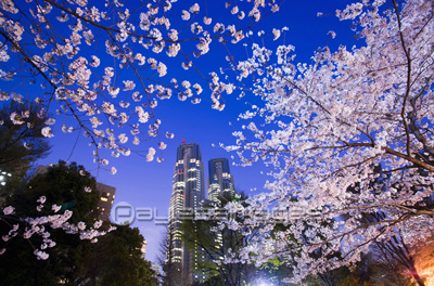 新宿中央公園の夜桜 ストックフォトの定額制ペイレスイメージズ