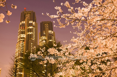 新宿中央公園の夜桜 商用利用可能な写真素材 イラスト素材ならストックフォトの定額制ペイレスイメージズ