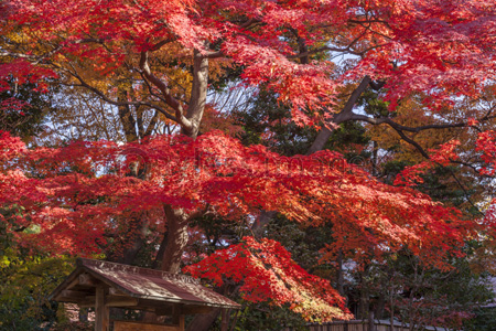 小石川後楽園 モミジ紅葉 ストックフォトの定額制ペイレスイメージズ