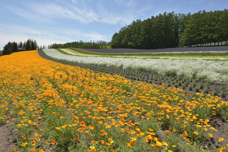 富良野の花畑 商用利用可能な写真素材 イラスト素材ならストックフォトの定額制ペイレスイメージズ