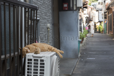 室外機の上で眠る猫 ストックフォトの定額制ペイレスイメージズ